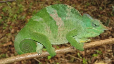 chameleónovité