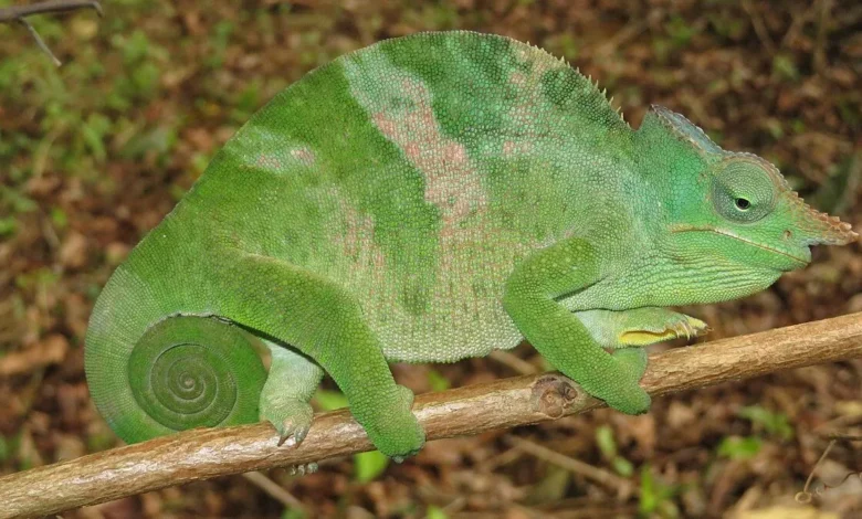 chameleónovité