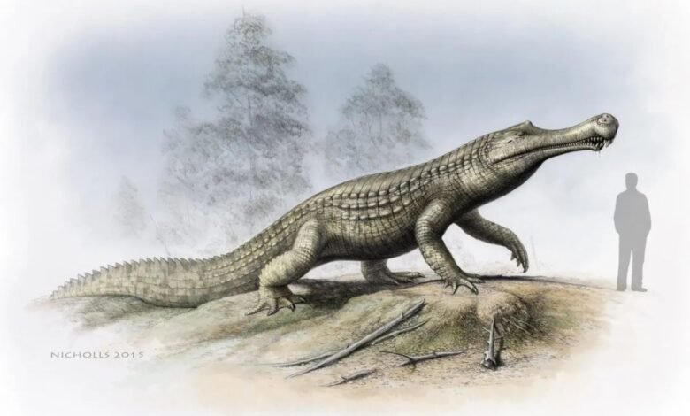 crocolini