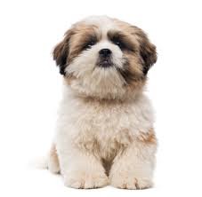 Shih Dogs: Complete Guide to History, Personality, Care, Training, Health, and Importance in Human Life