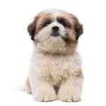 shih