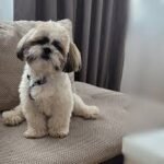 shih